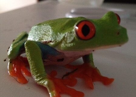 Bubble Gum the Tree Frog
