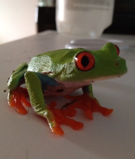 Bubble Gum the Tree Frog