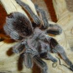 Buster the Rose Haired Tarantula