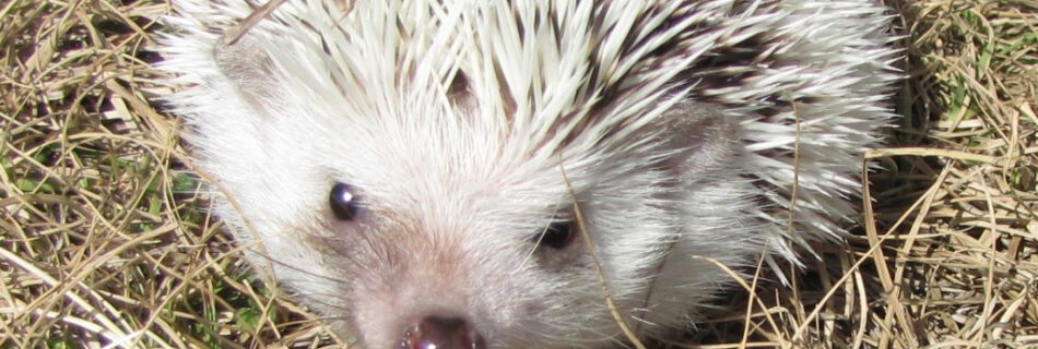 Chester the Hedgehog
