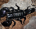 Egor the Emporer Scorpion