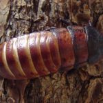 Madi the Madigascar Hissing Cockroach
