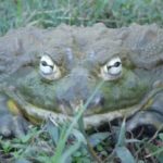 Pickles the African Burrowing Bullfrog