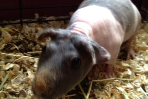 Taffy – the Hairless Guinea Pig (rare)