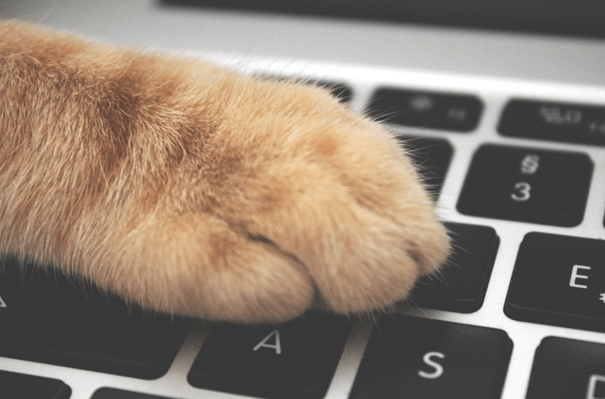 Embracing Pawsitivity: Nurturing a Pet-Friendly Environment in Your Business