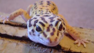 Freckles-the-leapard-gecko