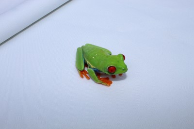 Bubble Gum - red-eyed tree frog 