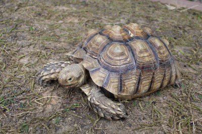 Sheldon - African spur tortoise