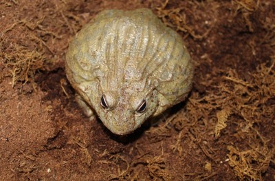 Pickles - African burrowing bullfrog